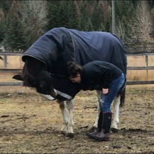 I need to get horse tack